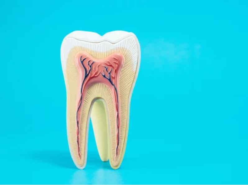 A cross-section model of a human tooth showing the enamel, dentin, pulp chamber, and root canals, on a light blue background.